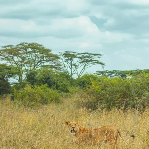 kenya destination